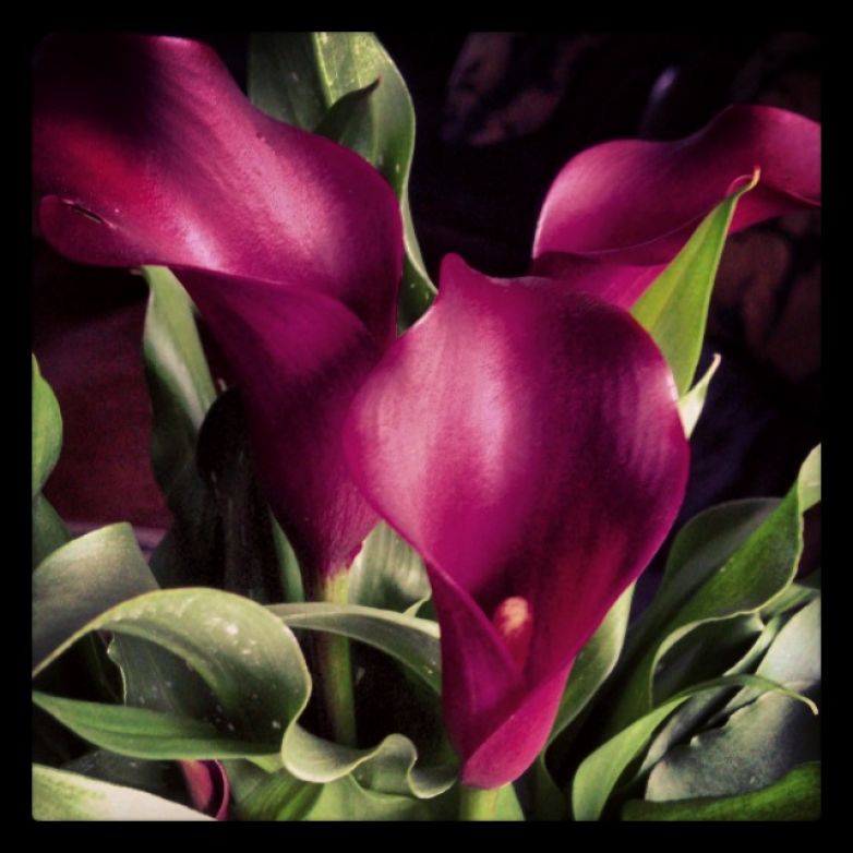 Zantedeschia
